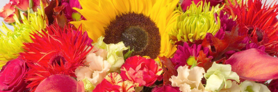 Bunches banner