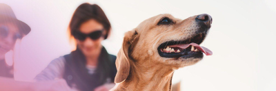 Pet Drugs Online banner